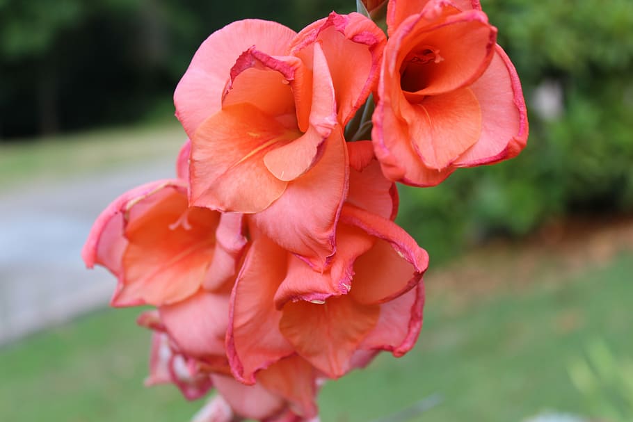bloom, gladiolus, outdoor, flowering plant, petal, beauty in nature HD wallpaper