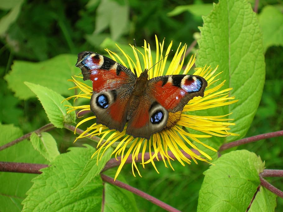 Butterfly, Flower, Insect, Pattern, bloom, nectar, yellow, wings HD wallpaper