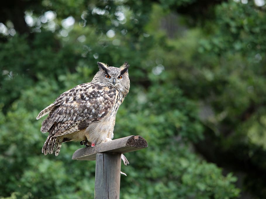 brown and black owl on brown wooden stand, eagle owl, feather HD wallpaper