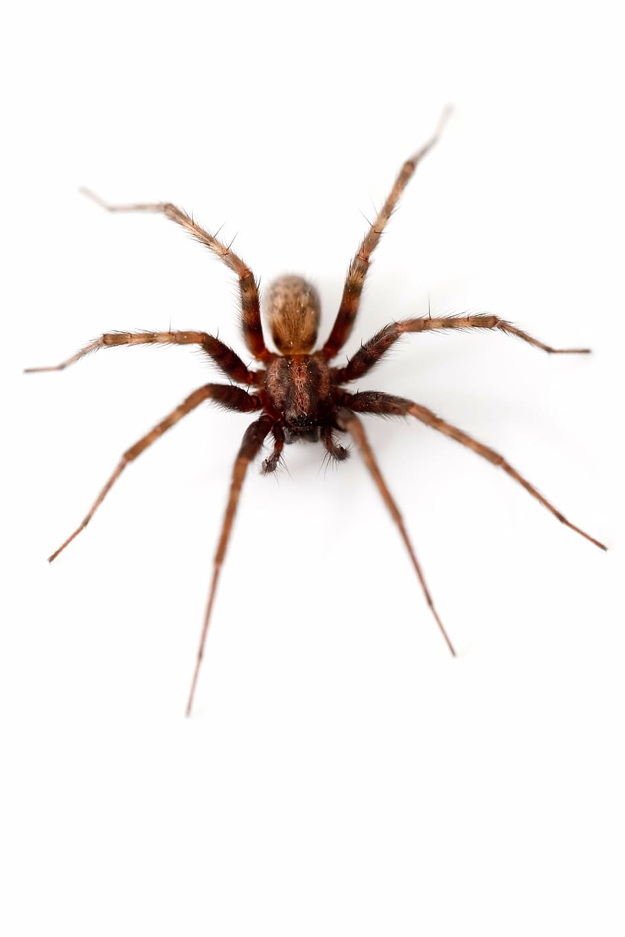 brown and black spider, animal, arachnid, arachnophobia, background, HD wallpaper