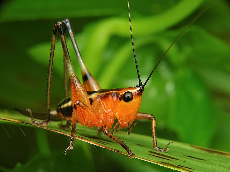 grasshopper, katydid, locust, praying, mantis, insect, nature, HD wallpaper
