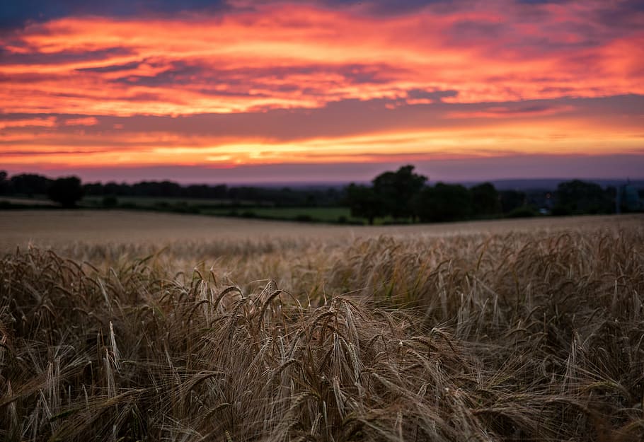brown field during golden hour, sunset, grass, crops, trees HD wallpaper