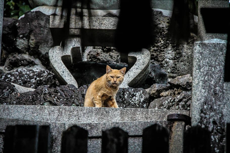brown cat on stone, orange tabby cat standing on concrete board HD wallpaper