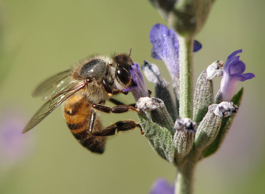 Insect, Bee, Honeybee, Nature, Lavender, honey-bee, purple HD wallpaper
