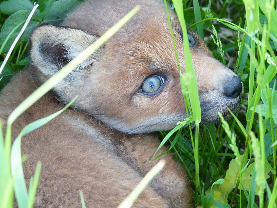 little, fox, scared, eyes, wild, animal, furry, face, mammal HD wallpaper