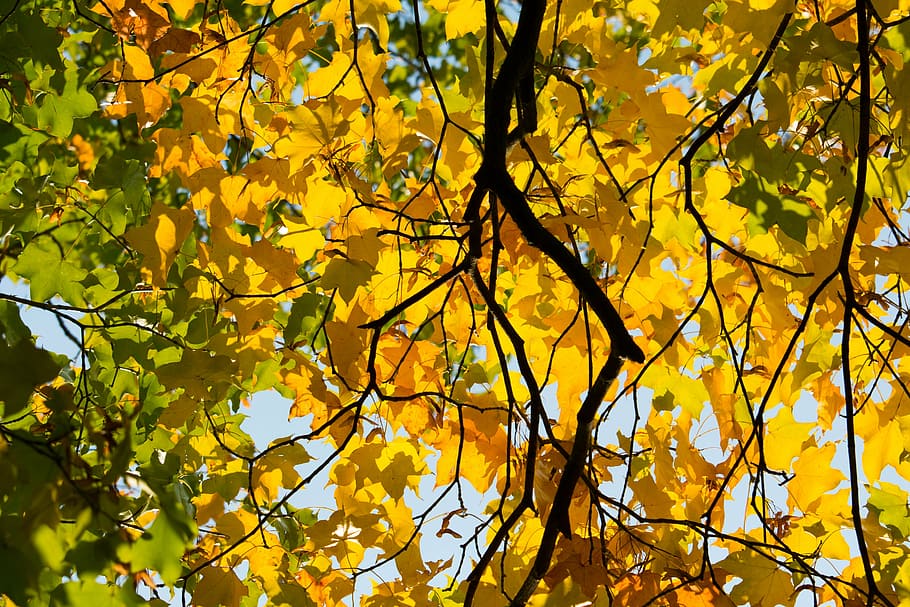 autumn, leaf, yellow, leaves, golden autumn, leaves in the autumn HD wallpaper