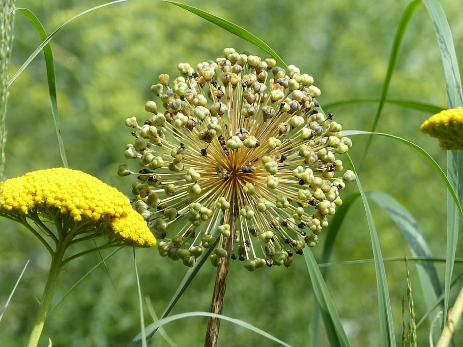 Blossom, Bloom, Yellow, Close, wild flowers, plant, summer HD wallpaper