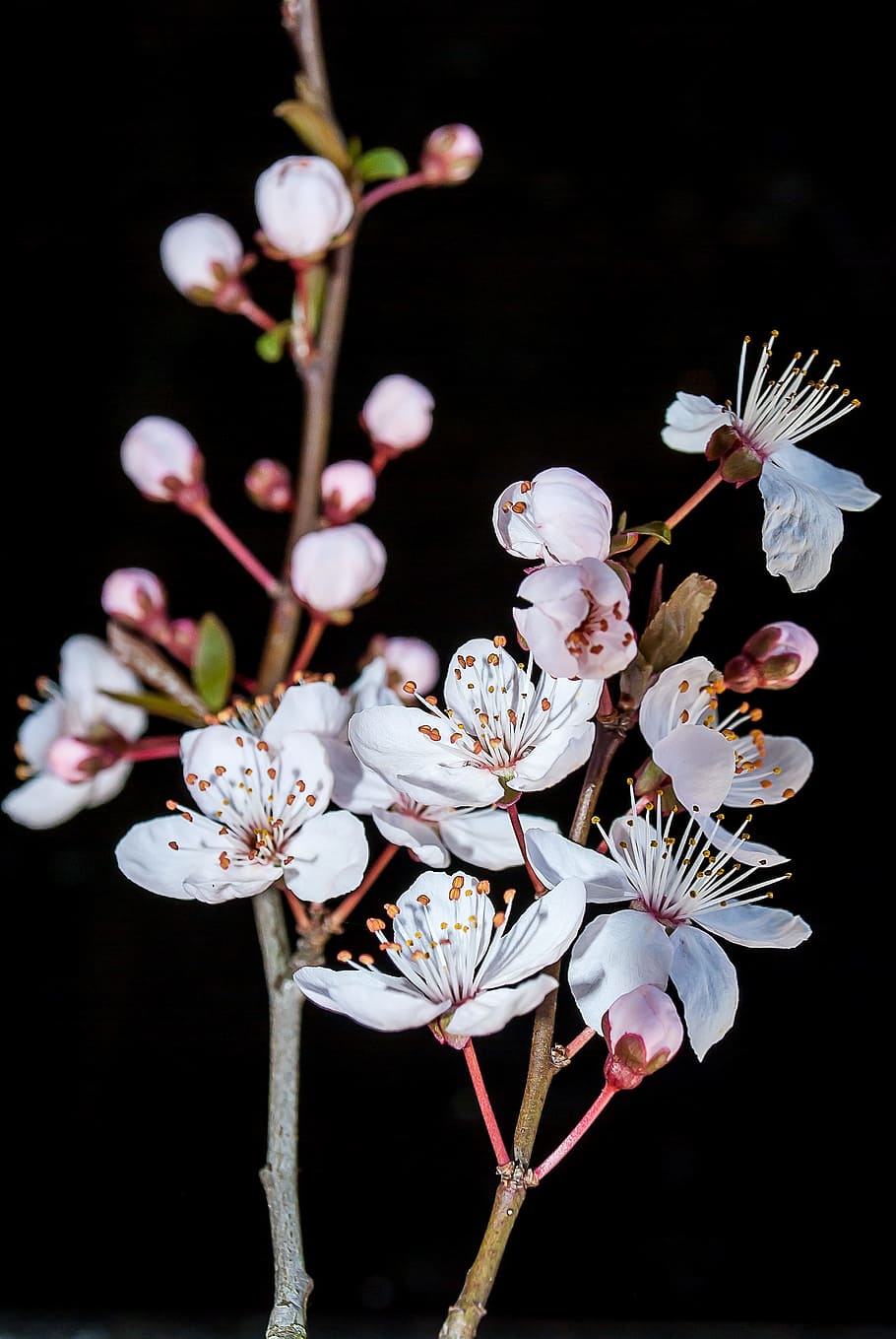 Blossom, Spring, Nature, Bloom, Flower, white, plant, branch HD wallpaper
