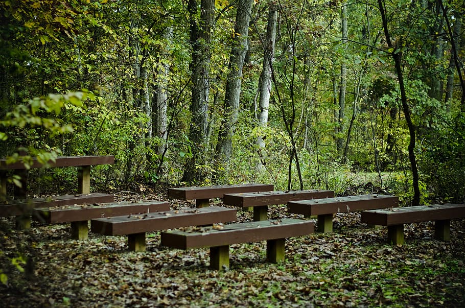 benches, trees, forest, green, brown, mysterious, summer, leaves HD wallpaper