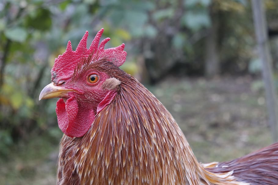 nature, bird, spring, animal, poultry, hahn, gockel, chicken - bird HD wallpaper