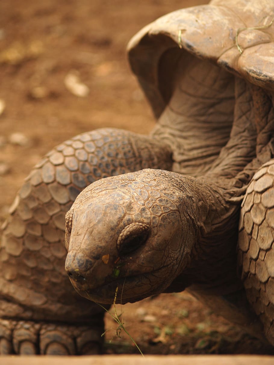 turtle, animals, nature, animal themes, animal wildlife, one animal HD wallpaper