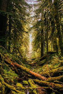 photo of rainforest, oregon, landscape, trees, woods, nature HD wallpaper