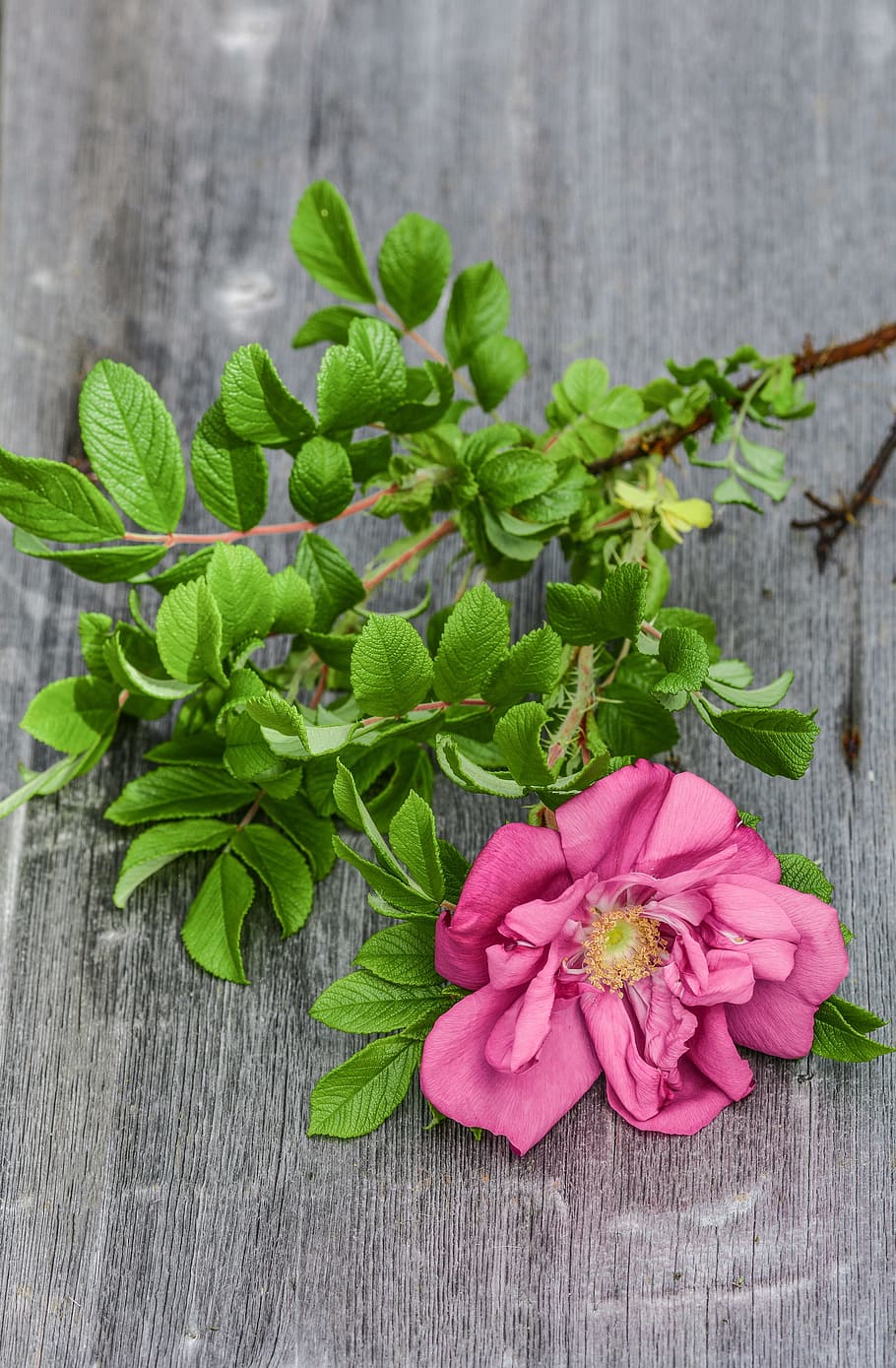 rose, wild, pink, bloom, plank, wooden, background, plant, floral HD wallpaper