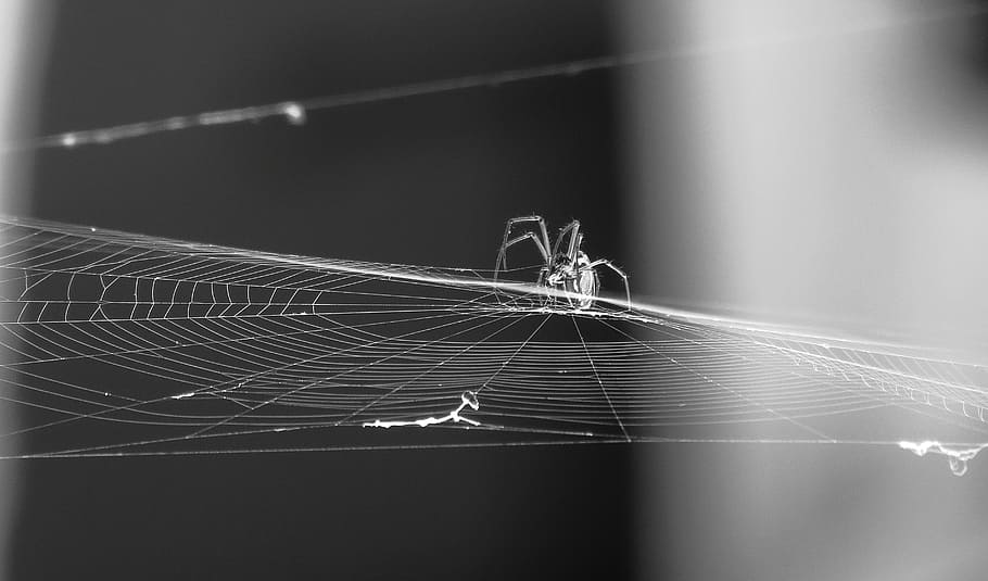 black and white, insect, spider, web, nature, armenia, animal themes HD wallpaper