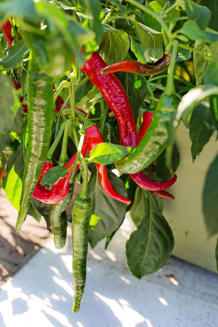 hot peppers, growing, red peppers, cayenne peppers, food, chili, HD wallpaper