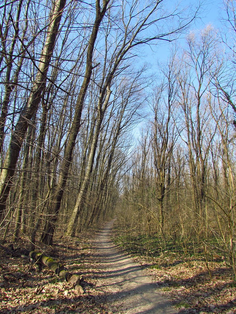 spring, forest, tour, nature, green, deciduous, wood, walk HD wallpaper