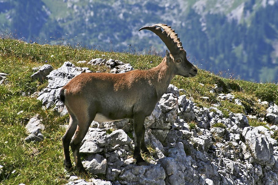 ibex goat standing on cliff, hagengebirge, capricorn, alpine animals, HD wallpaper
