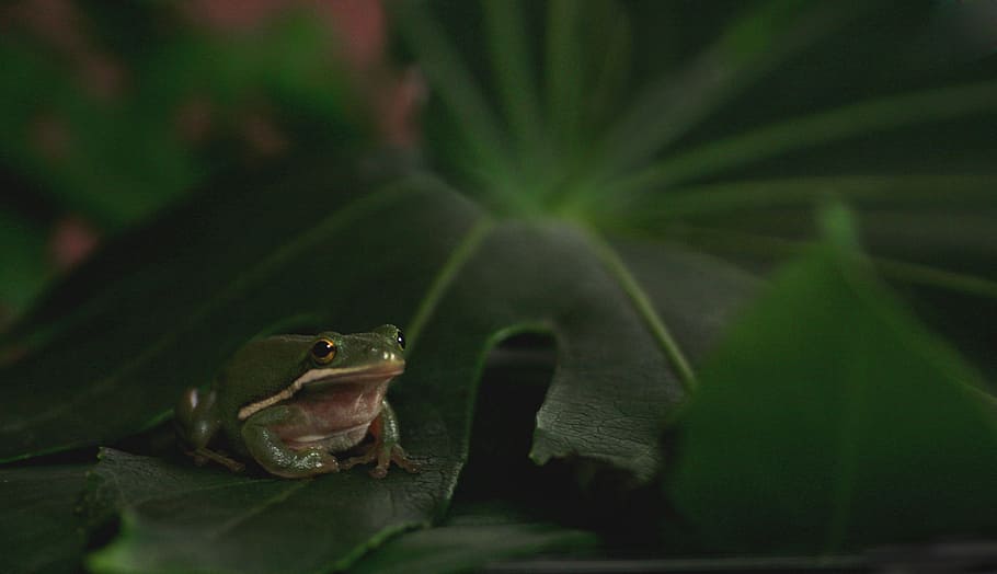frog, animal, pet, toad, water, amphibian, nature, water creature HD wallpaper
