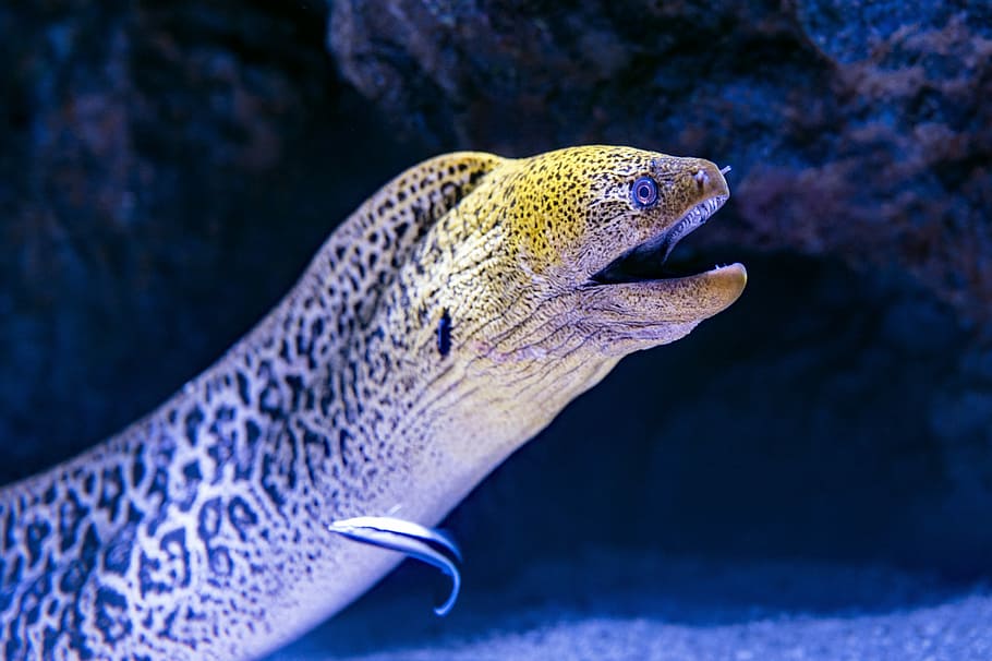 gray snake photography, black and grey sea eel selective focus photography HD wallpaper