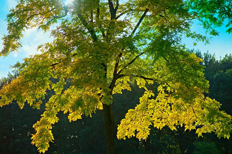 Tree Top, Foliage, Yellow, Season, autumn, nature, sunshine HD wallpaper