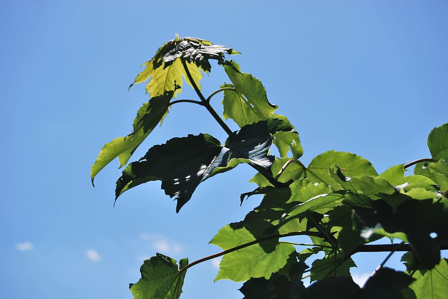 Foliage, Tree, Summer, leaf, blue, no people, day, sky, low angle view HD wallpaper