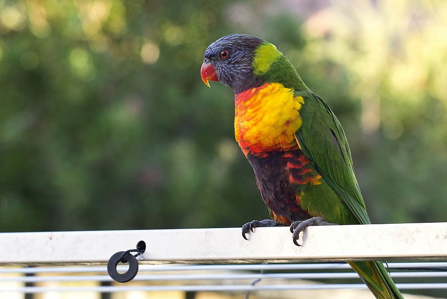 red, yellow, and green pet bird, animal, australia, background, HD wallpaper