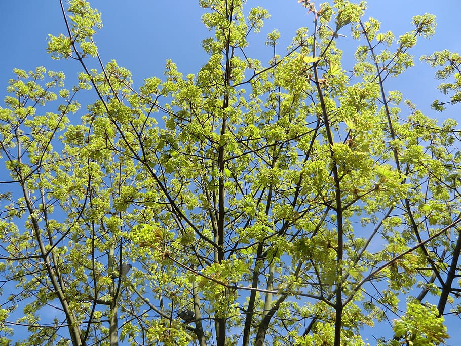 Spring, Trees, Light, Nature, springtime, flower, yellow, branch HD wallpaper