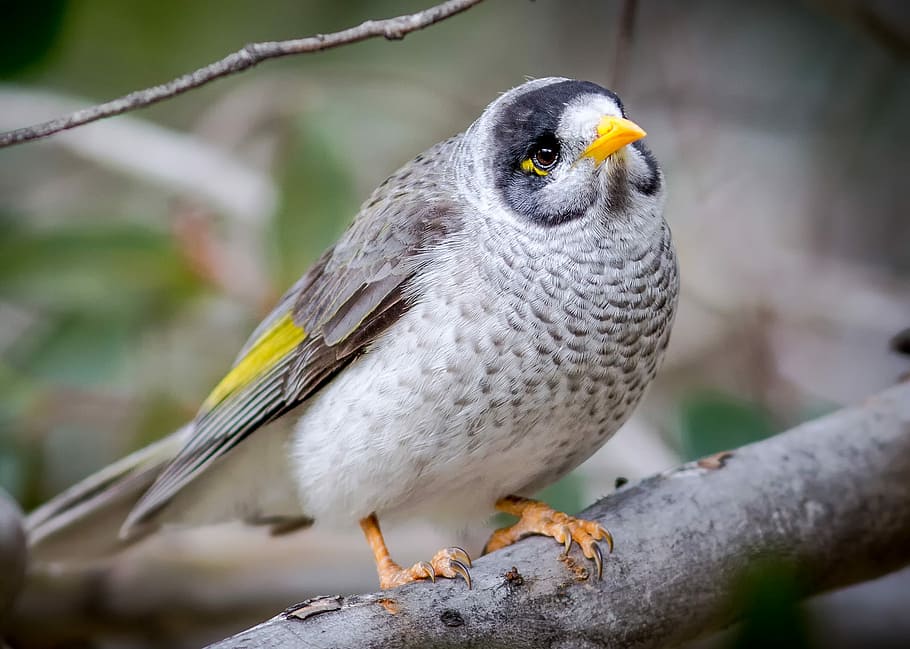 white and yellow bird on gray branch, white bird on gray tree branch HD wallpaper