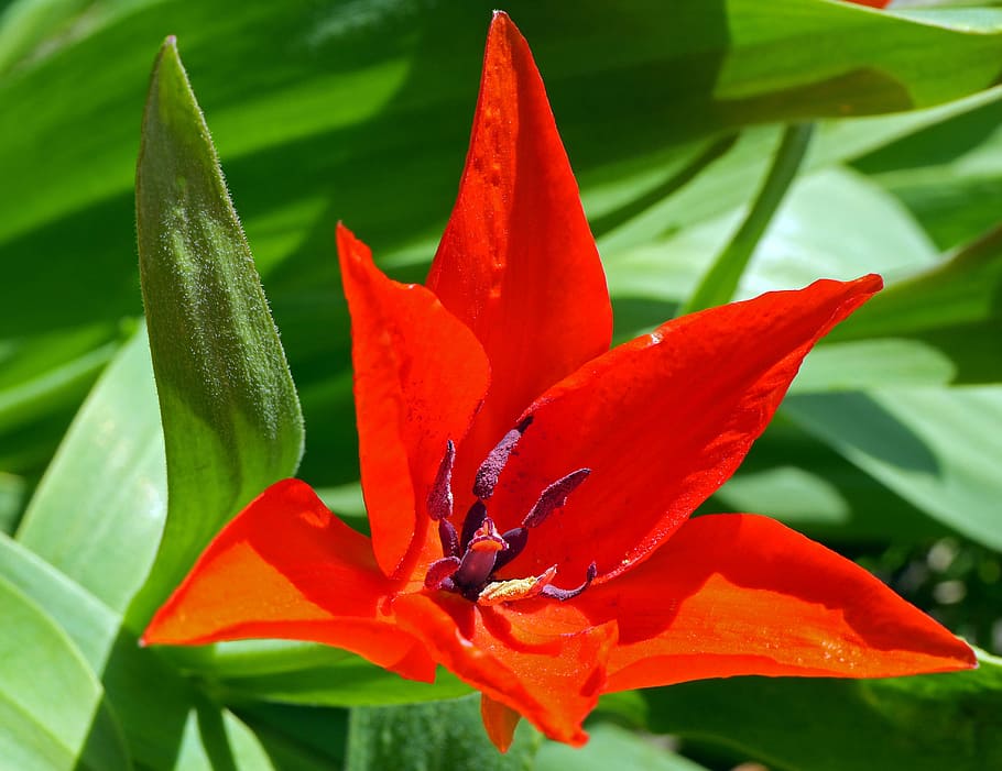 dwarf tulip, spring, march, petals, red, stamp, stamens, leaf green HD wallpaper