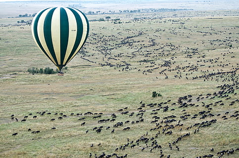 aerial photography of hot air balloon, photo of yellow and black hot air balloon HD wallpaper