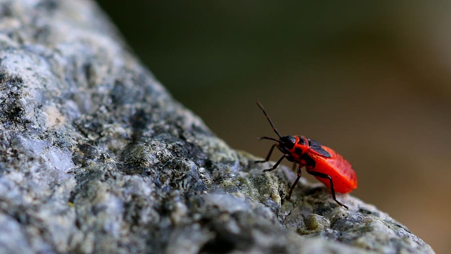 insect, climbing, up, slope, adventure, animals, winged insect HD wallpaper