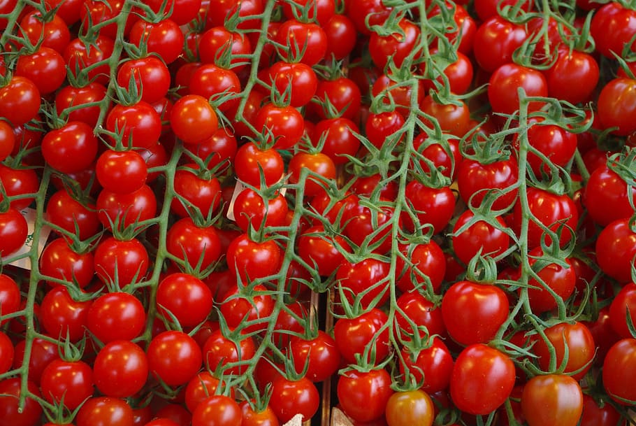 tomato bundle, tomatoes, vegetables, plant, macro, market stall HD wallpaper