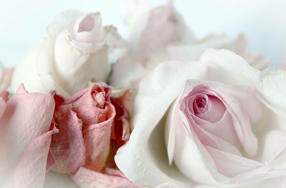 white and pink rose flowers, roses, romantic, background, dusky pink, HD wallpaper