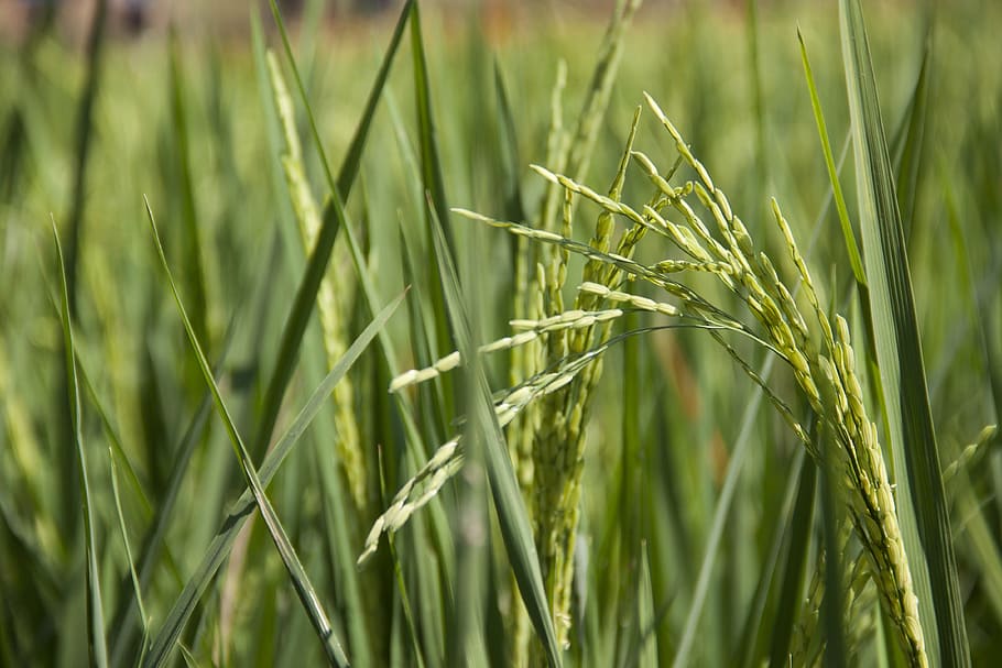selective focus photography of rice plant, field, green, rice fields HD wallpaper