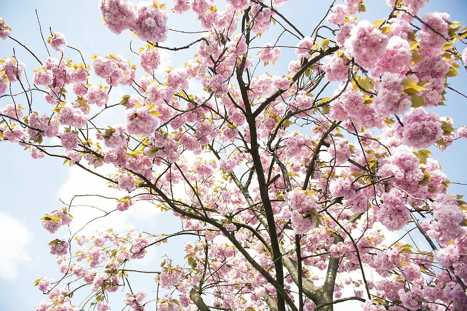 pink cherry blossom tree, worm's eye view photo of cherry blossom tree under clear blue sky HD wallpaper