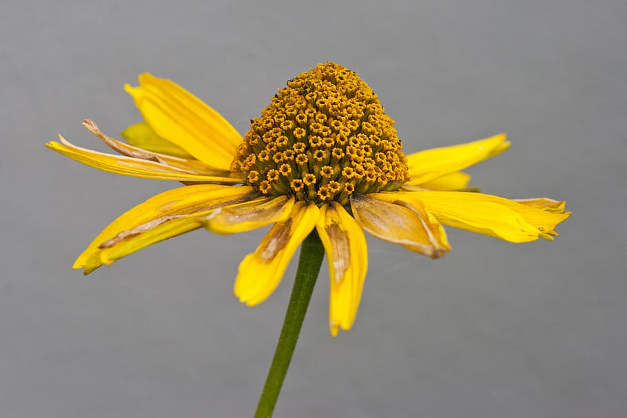flower, summer hat, macro, flowering plant, fragility, yellow HD wallpaper