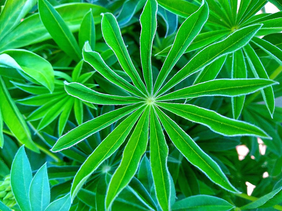 leaf, plant, nature, background, growth, plant part, green color HD wallpaper