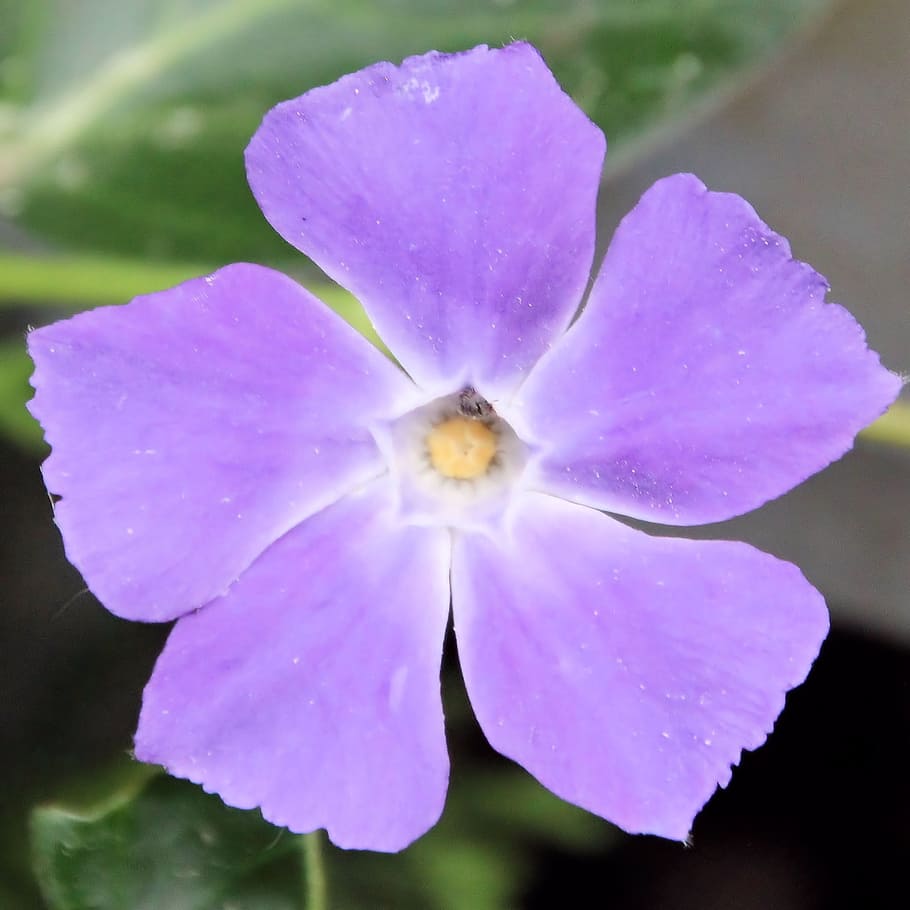 blossom, bloom, violet, flower, plant, beautiful, garden, flowering plant HD wallpaper