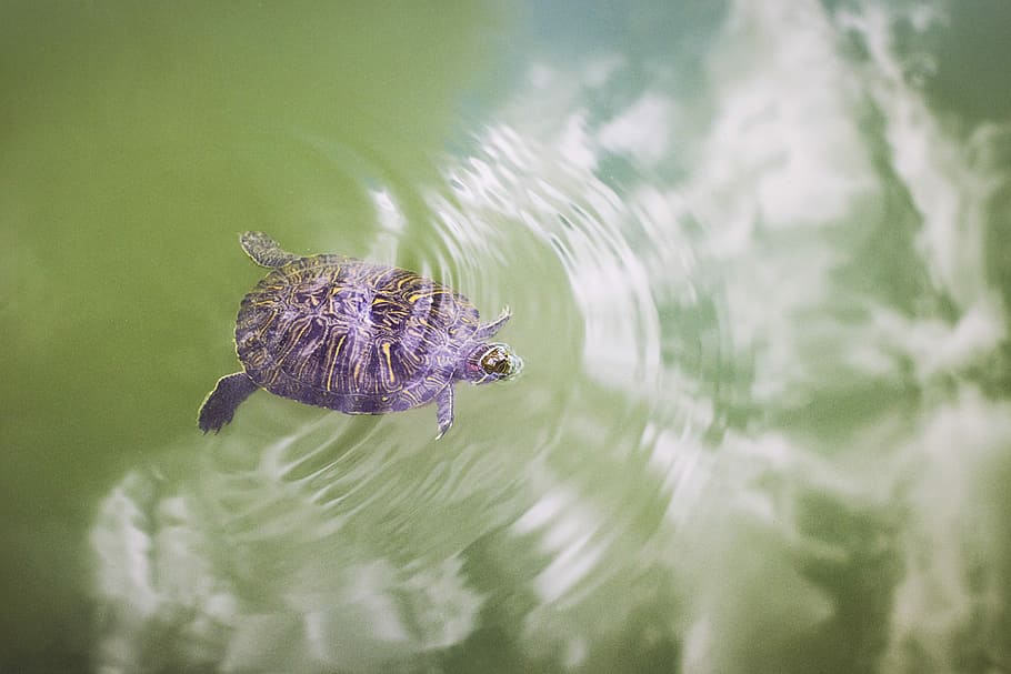 turtle, nature, outdoors, lake, swimming, reflection of the sky HD wallpaper
