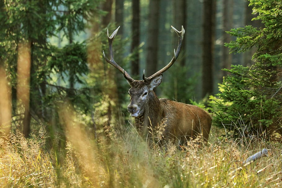 brown buck near green leaf plant, hart, forest, nature, tree HD wallpaper
