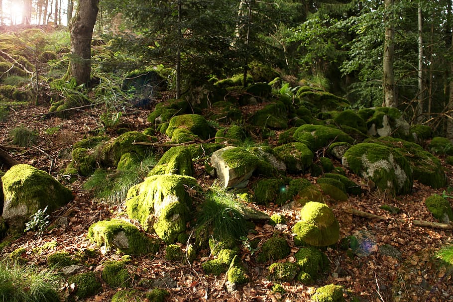 Forest, Moss, Green, Nature, Trees, plant, leaves, stones, rock HD wallpaper