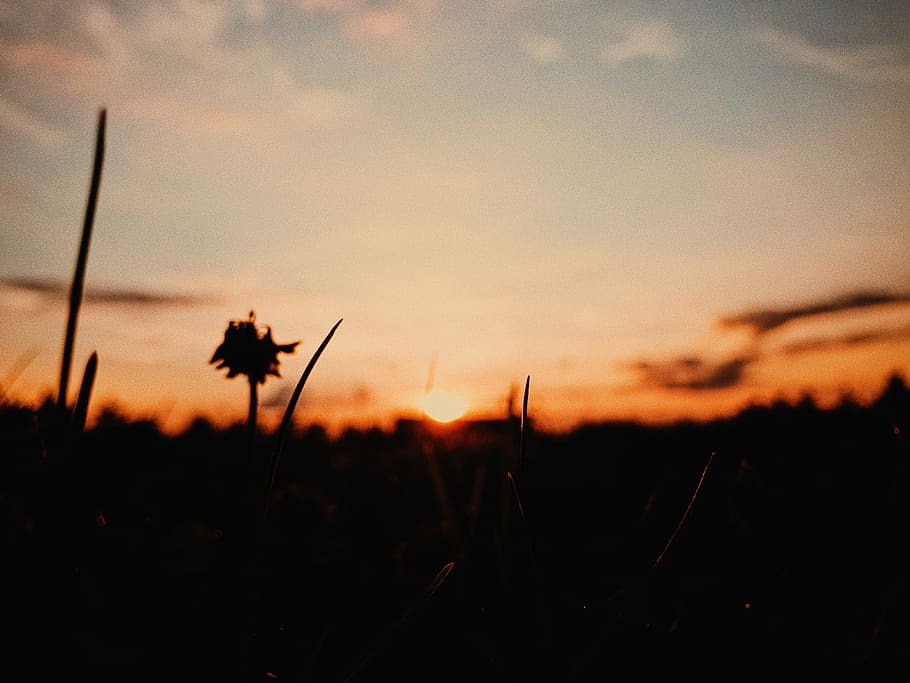 Going down, silhouette of clover flower at sunset, sundown, dusk HD wallpaper