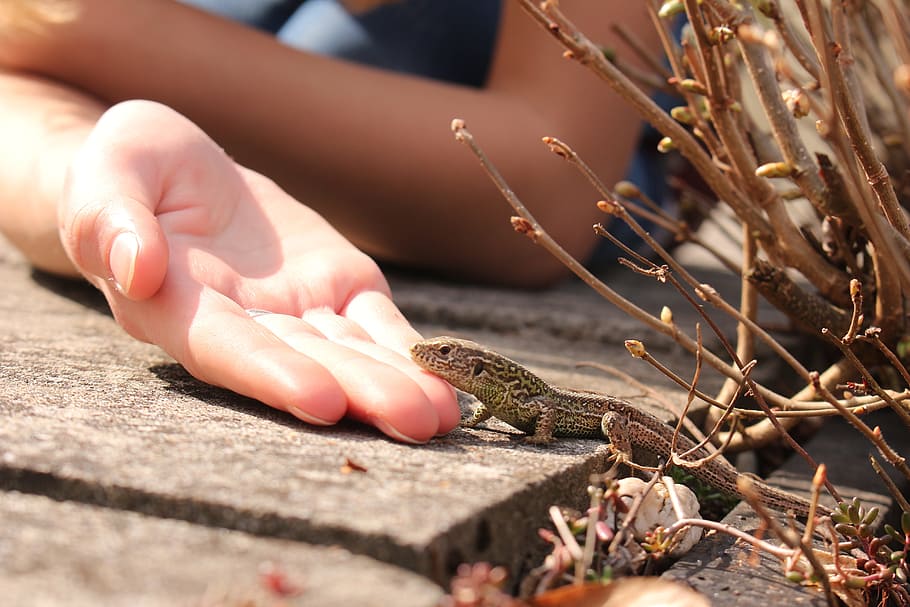 Lizard, Macro, Eye, Catcher, handzahm, eye catcher, human Hand HD wallpaper