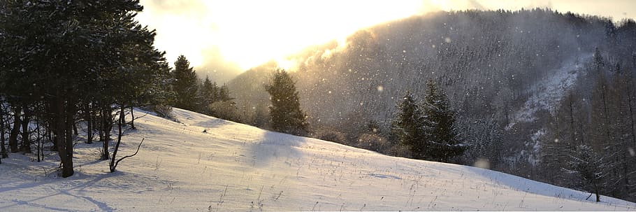 trees in snowfield during daytime, winter, mountains, forest HD wallpaper
