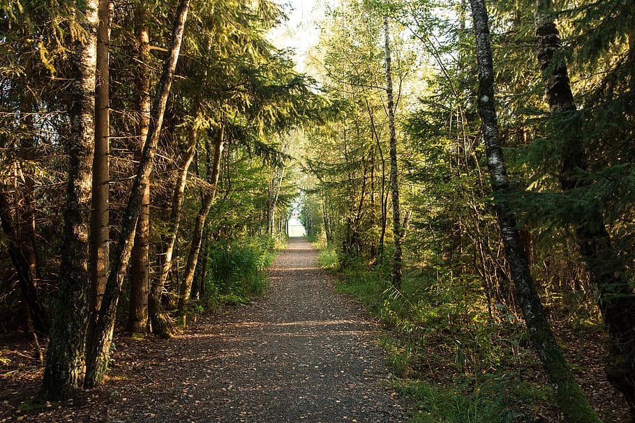 forest, forest path, evening light, mood, trees, light and shadow HD wallpaper