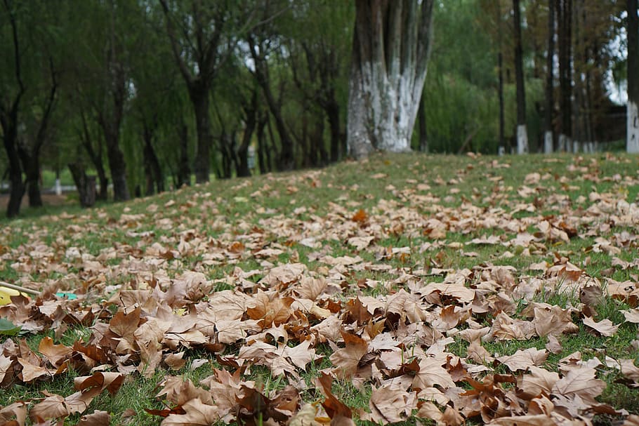 maple leaf leaves, autumn, yellow, tree, plant part, land, forest HD wallpaper