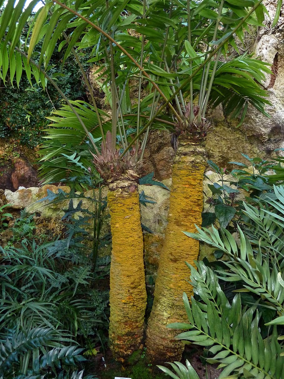 palm, tree, beach, palm leaf, green, nature, exotic, plant HD wallpaper
