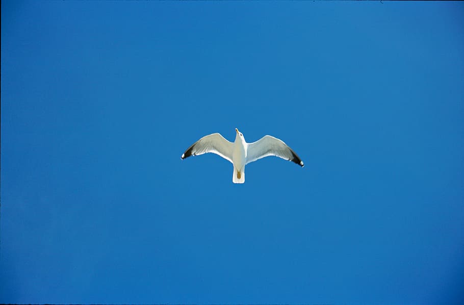 worm's-eye view photography of white seagull under clear blue sky HD wallpaper