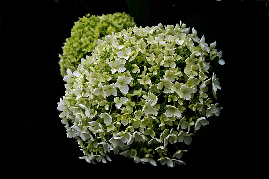 flower, hydrangea, nature, a flower garden, black background HD wallpaper