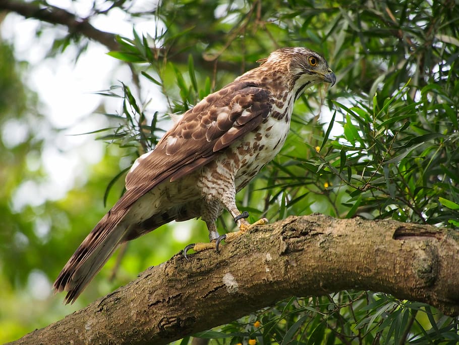 Fung, Head, Goshawk, Eagles, Raptor, fung head goshawk, carnivorous HD wallpaper